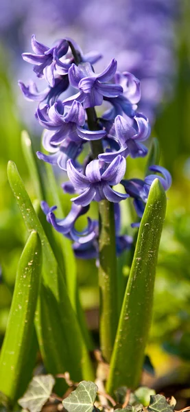 Lindas flores de jacinto — Fotografia de Stock