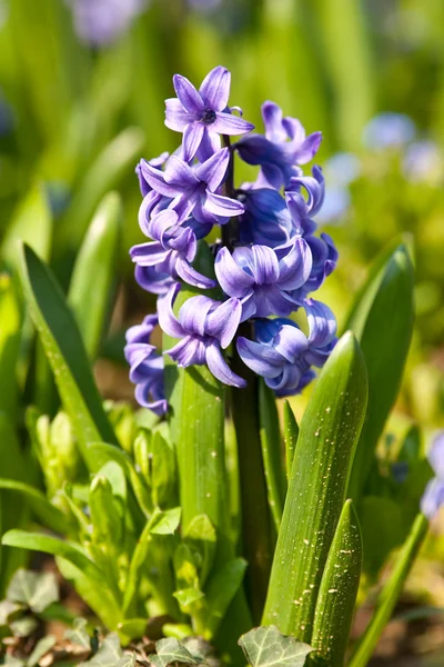 Beautiful hyacinth flowers — Stock Photo, Image