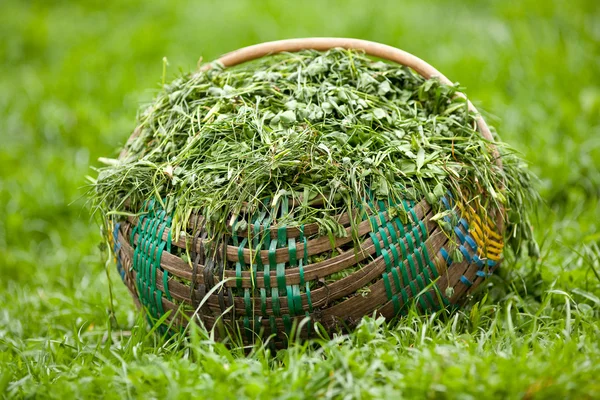 Basket with clover — Stock Photo, Image