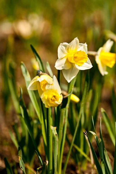 Žlutý Narcis (Narcissus) — Stock fotografie
