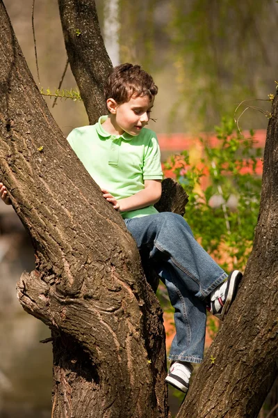 Hegymászás fák fiú — Stock Fotó