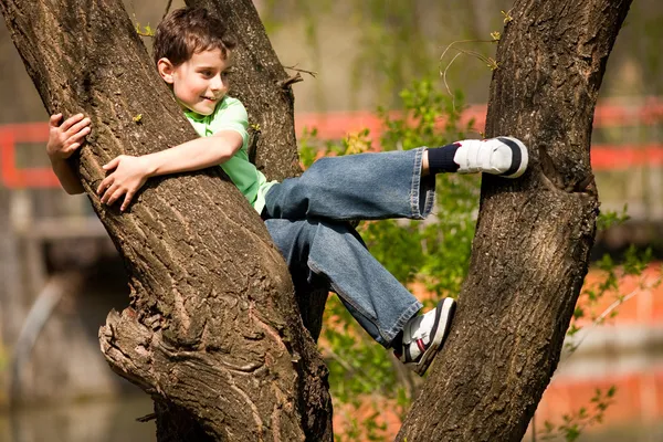 Hegymászás fák fiú — Stock Fotó