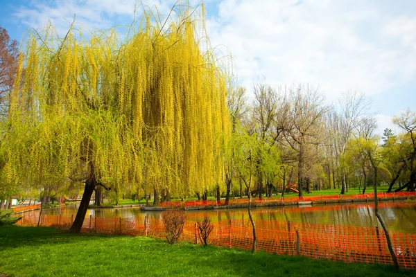 公园与柳树和水 — 图库照片