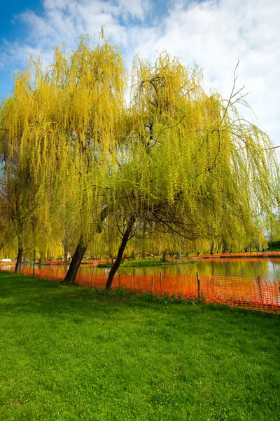 Park with willows and water — Stock Photo, Image