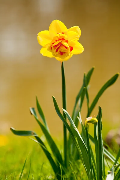 Gele narcis (Narcissus) — Stockfoto