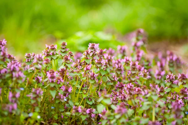 Bos van paarse bloemen buiten — Stockfoto