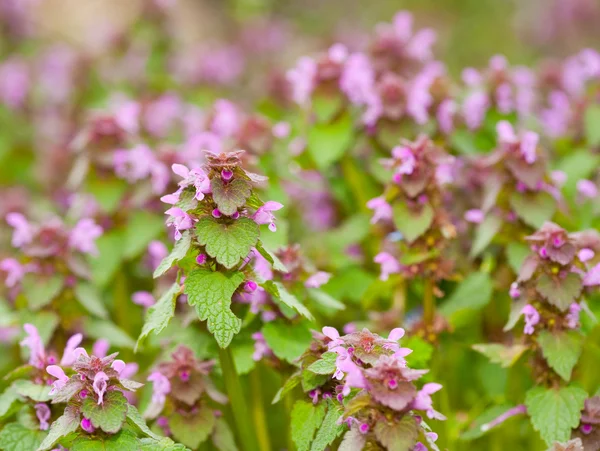 Mazzo di fiori viola all'aperto — Foto Stock