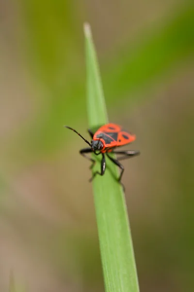 Insectos vermelhos — Fotografia de Stock