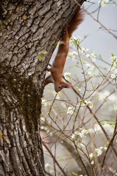 Kızıl sincap vahşi doğada — Stok fotoğraf