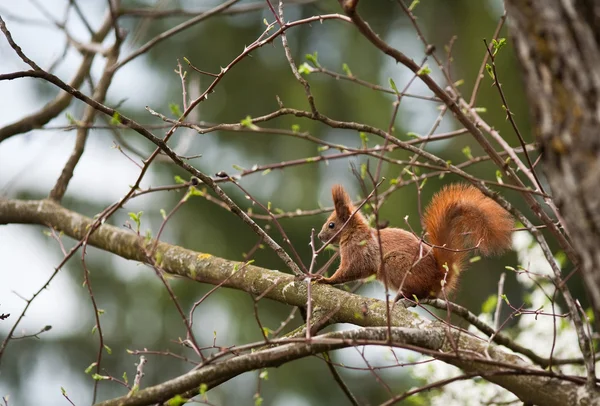 野外的红松鼠 — 图库照片