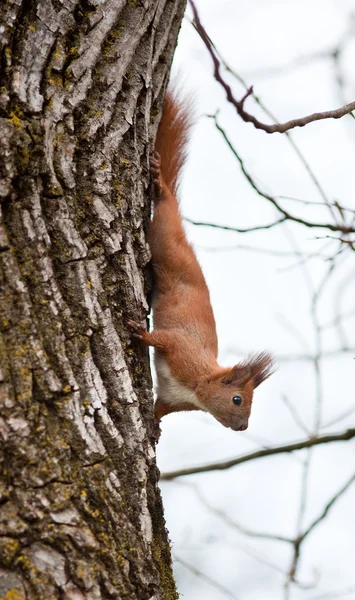 Czerwona wiewiórka w dziczy — Zdjęcie stockowe