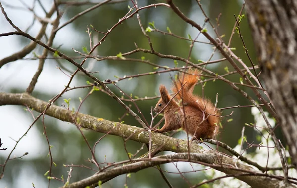 Vörös mókus a vadonban — Stock Fotó