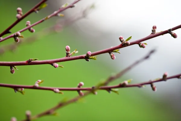 Персикове дерево нирки — стокове фото