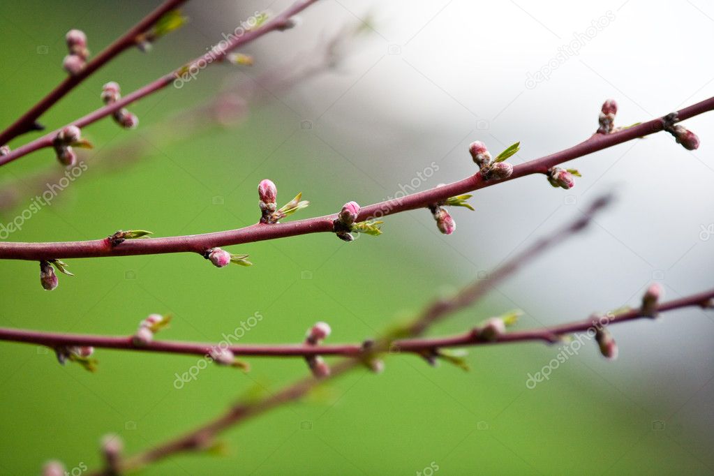 Peach tree buds Stock Photo by ©Xalanx 2895898