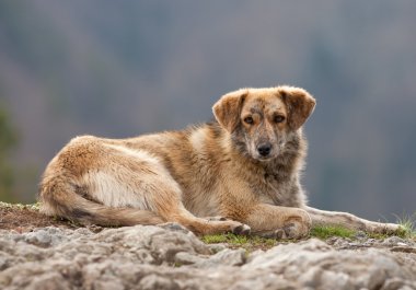 Stray dog portrait clipart