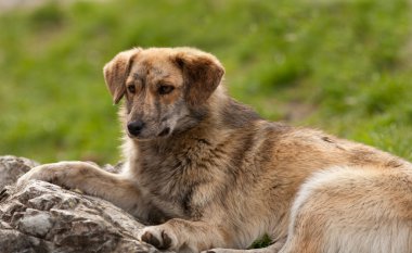 sokak köpeği portre