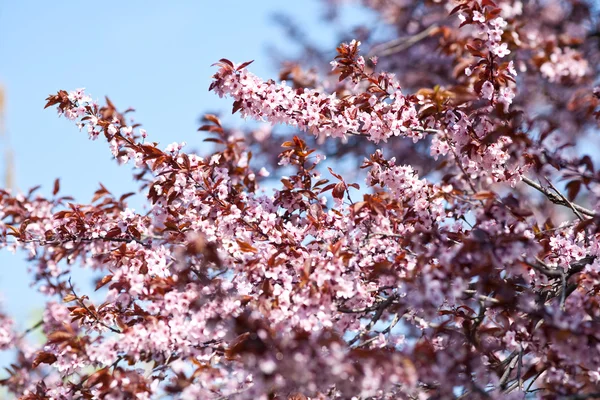 Little spring flowers in a tree — Stock Photo, Image
