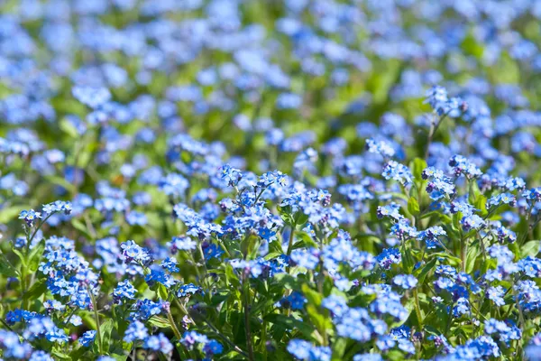 Vergissmeinnicht-Blumen im Garten — Stockfoto