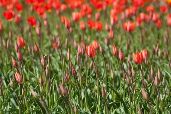Rode tulpen in een zonnige dag — Stockfoto