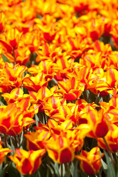 Жовтий з червоними тюльпанами — стокове фото