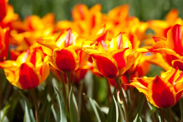 Amarelo com tulipas vermelhas — Fotografia de Stock