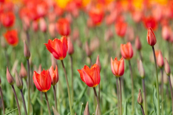 Czerwone tulipany w słoneczny dzień — Zdjęcie stockowe
