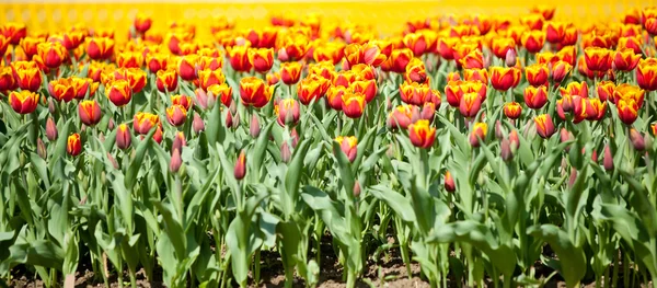 Amarillo con tulipanes rojos —  Fotos de Stock