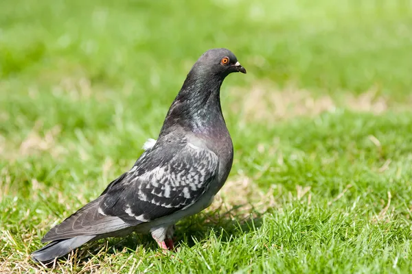 Pigeon on a meadow — Stock Photo, Image