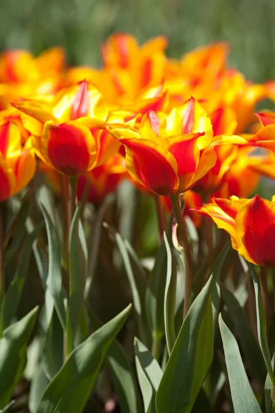 Yellow with red tulips — Stock Photo, Image