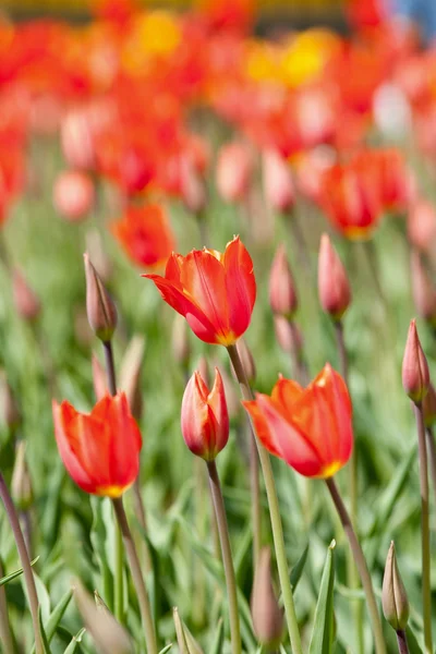 Red tulips in a sunny day — Stock Photo, Image