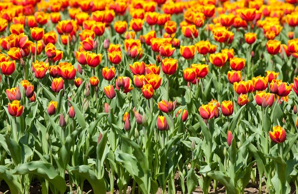 Yellow with red tulips — Stock Photo, Image