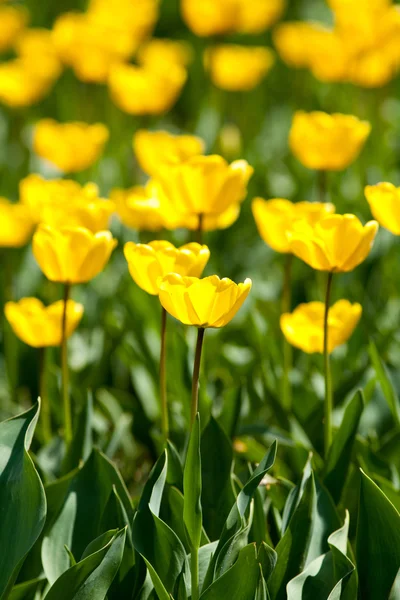 Campo de tulipas amarelas — Fotografia de Stock