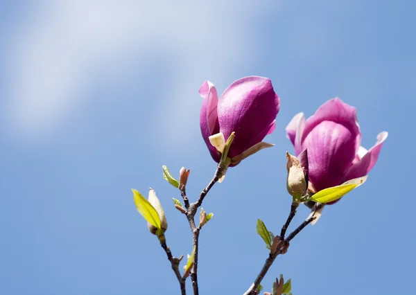 Springtime magnolia flowers — Stock Photo, Image