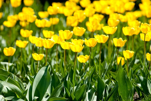Yellow tulips field — Stock Photo, Image