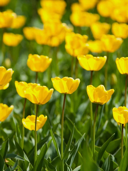 Pola żółte tulipany — Zdjęcie stockowe