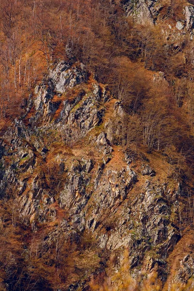 Bir dağın altın orman — Stok fotoğraf