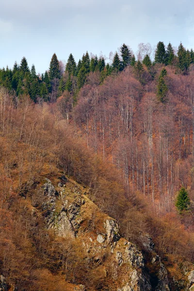Золотой лес на горе — стоковое фото