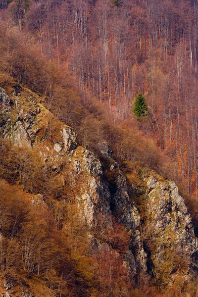 Floresta dourada em uma montanha — Fotografia de Stock