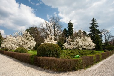 Manolya ağaçları ile Park