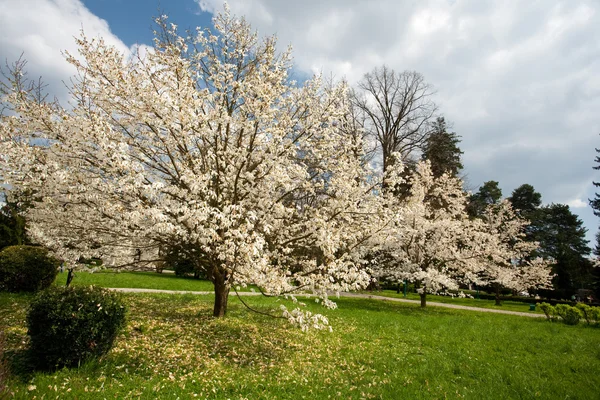 Parque con magnolia árboles —  Fotos de Stock