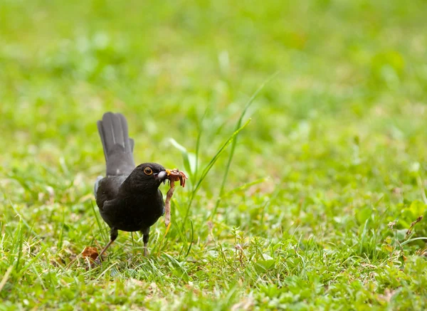 Blackbird на лугу — стоковое фото