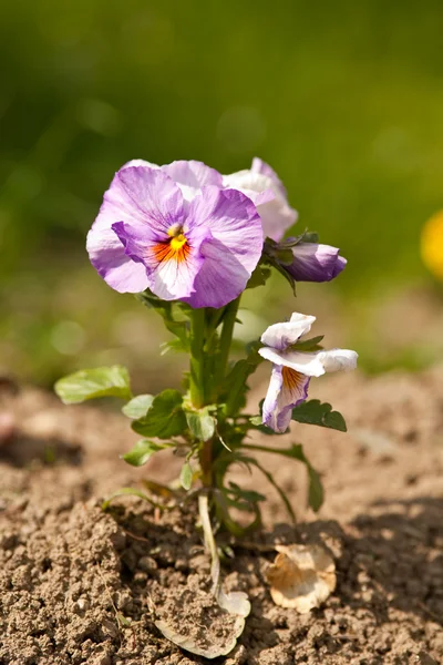 Pansy (viola tricolor) — Stock Photo, Image