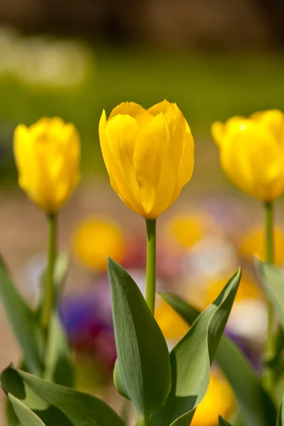 黄色郁金香，选择性焦点 — 图库照片