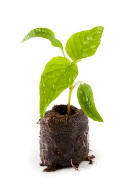 Pepper seedling from a nursery clipart