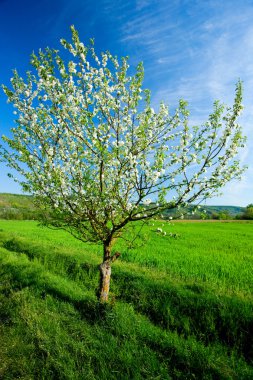 Lone tree buğday alanı