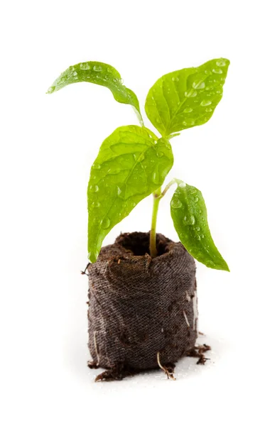 Pepper seedling from a nursery — Stock Photo, Image