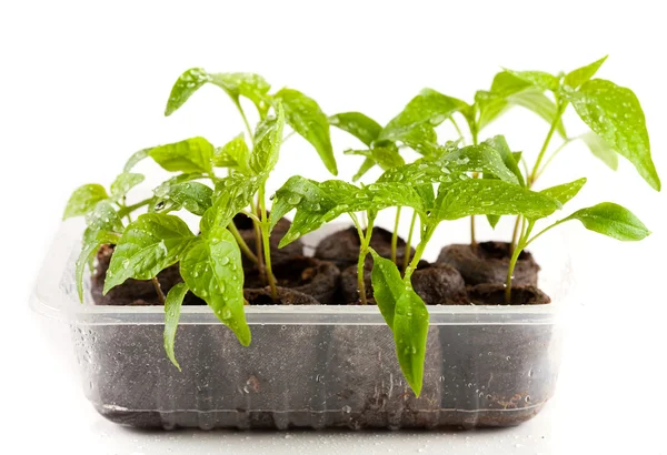 Planta cultivada de sementes de pimentas de um quarto de crianças — Fotografia de Stock