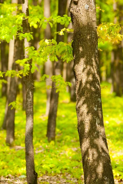 Młody las dębowy — Zdjęcie stockowe