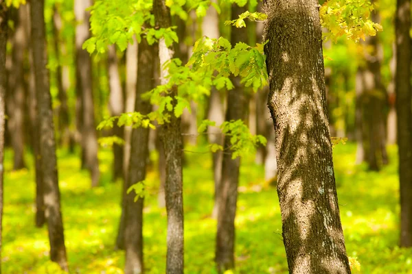 Mladí oak forest — Stock fotografie