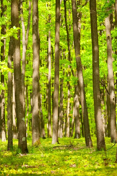 年轻的橡树林 — 图库照片
